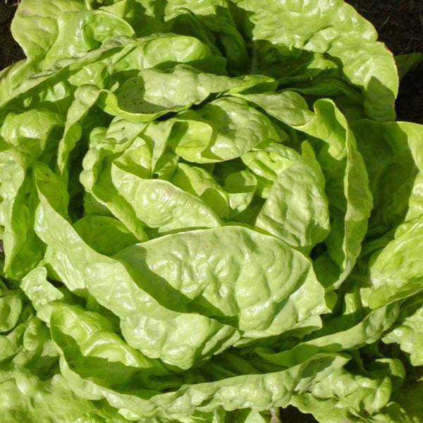 Organic Buttercrunch Bibb Lettuce