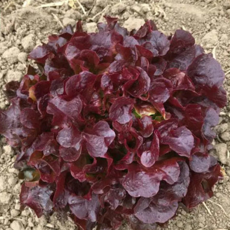 Lettuce Eazyleaf Bellevue Red