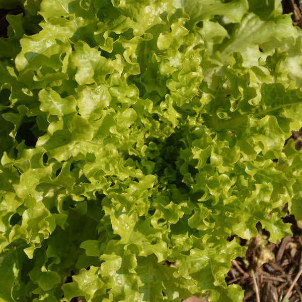 Organic Oak Leaf Lettuce