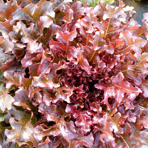 Organic Red Oak Leaf Lettuce