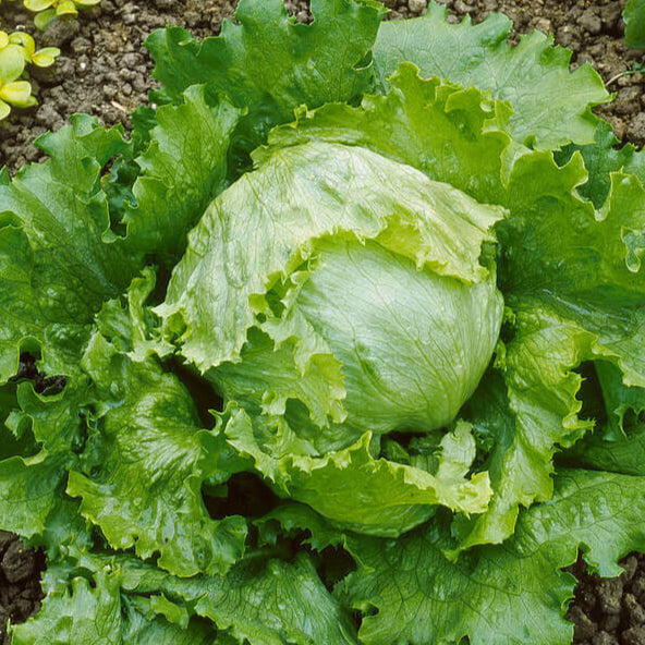 Lettuce 'Great Lakes'