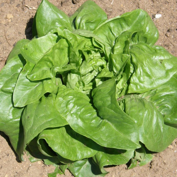 Organic 'Deer Tongue' Leaf Lettuce