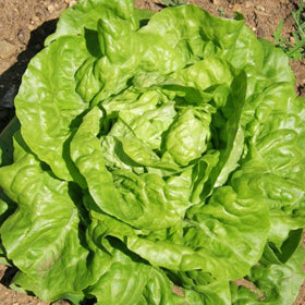 Organic 'Big Lazy Blonde' Headed Lettuce