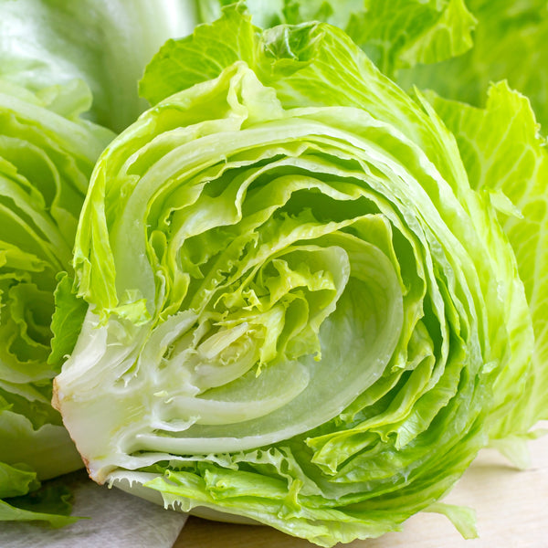 Lettuce 'Iceberg'