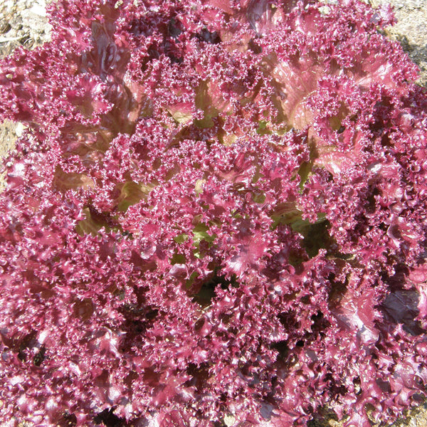 Organic 'Dark Lollo Rossa' Leaf Lettuce