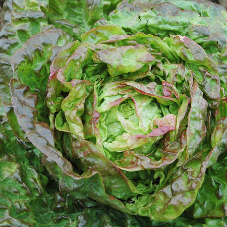 Organic 'Mescher' Head Lettuce