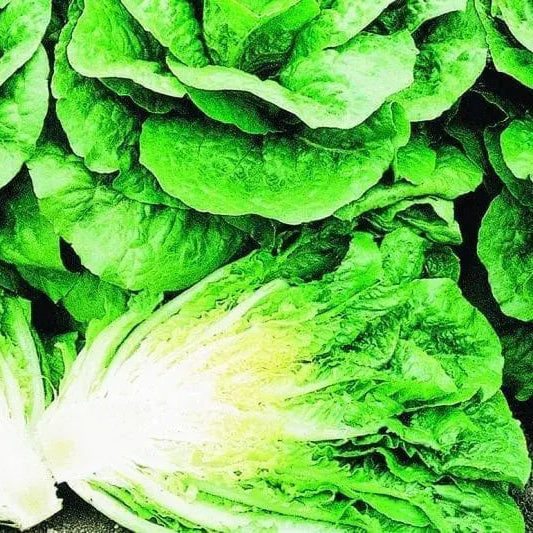 Paris Island Select Lettuce