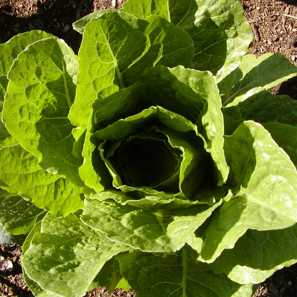 Organic Romaine Lettuce 'Parris Island Cos'