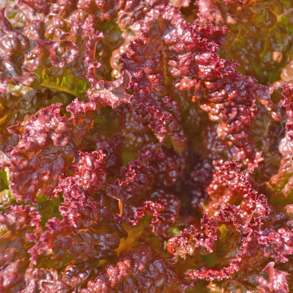 Organic 'Redina' Leaf Lettuce