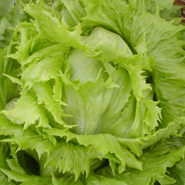 Organic 'Ice Queen' Butterhead Lettuce