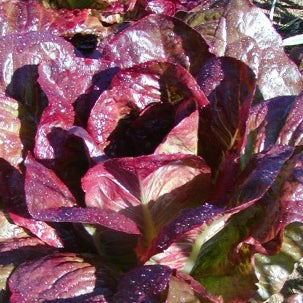 Organic Red Winter Romaine Lettuce