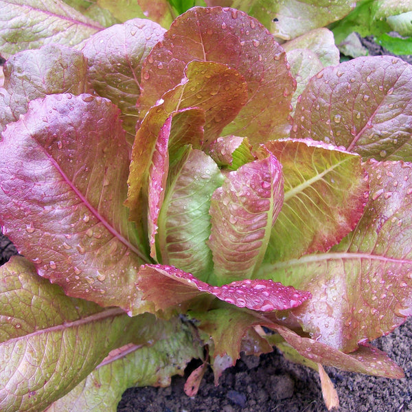 Laitue romaine 'Rouge d'Hiver'