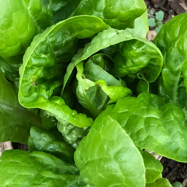 Organic 'Sucrine' Head Lettuce