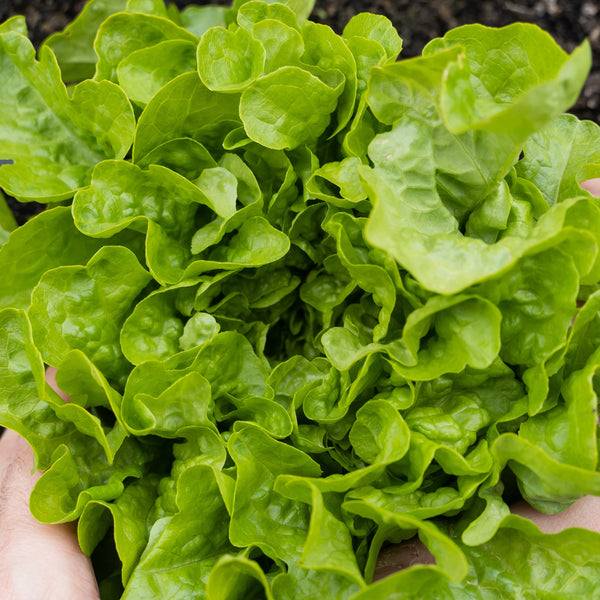 Oak Leaf Lettuce Green