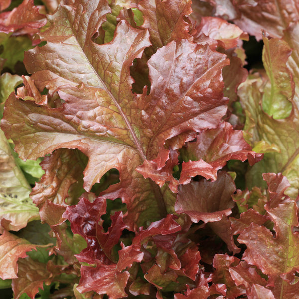 Laitue frisée rouge 'New Red Fire'