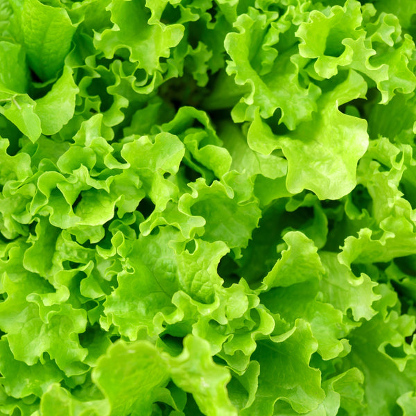 Curly lettuce on ribbon