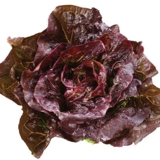 Laitue mini romaine rouge 'Pomegranate Crunch'