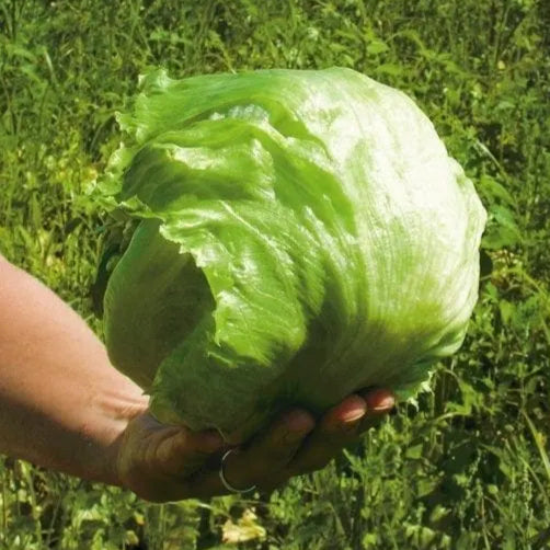 PYB 7101  Lettuce