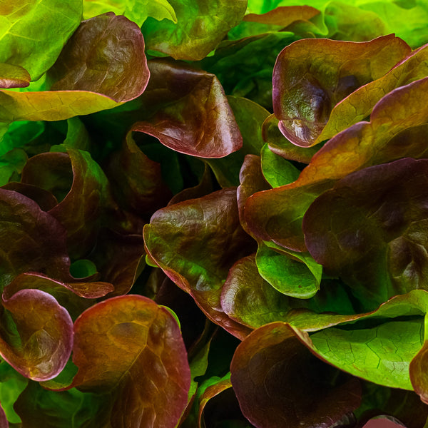 Laitue à feuille de chêne rouge 'Cantarix'