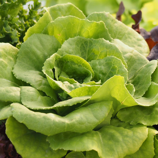 Green oak leaf lettuce  'Panisse'