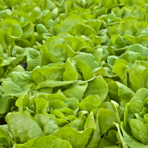 Boston lettuce 'Buttercrunch'