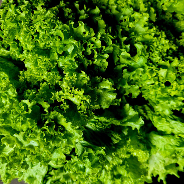 Laitue frisée verte 'Two Star'