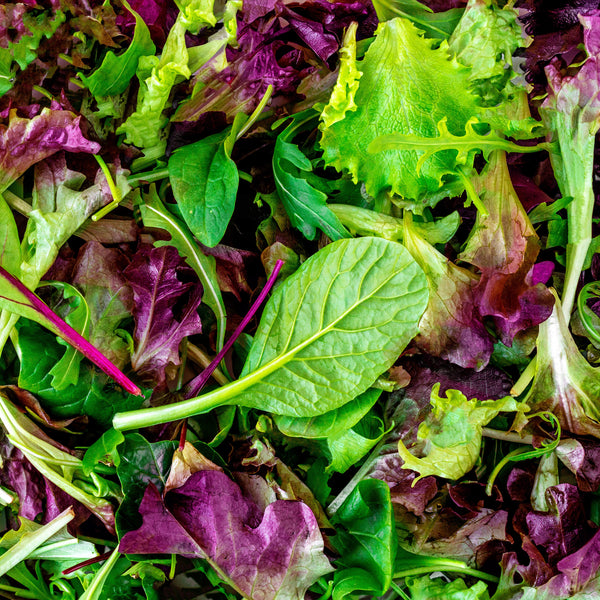 Organic mesclun lettuce