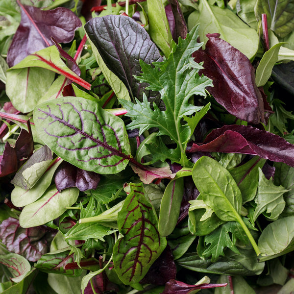 Mesclun ribbon lettuce