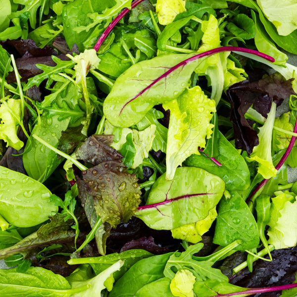 Organic mesclun mix lettuce