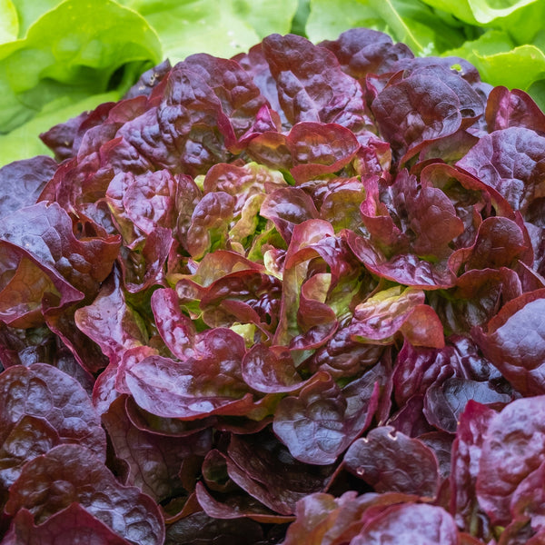 Organic 'Ezbruke' Romaine Lettuce