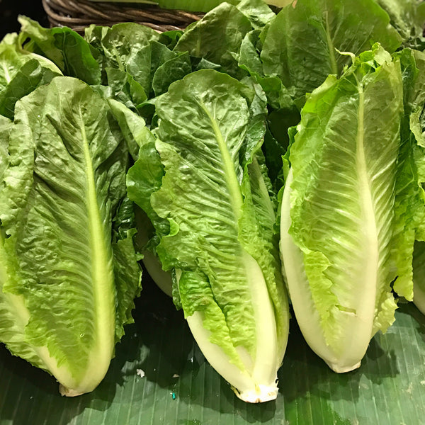 Romaine lettuce on ribbon