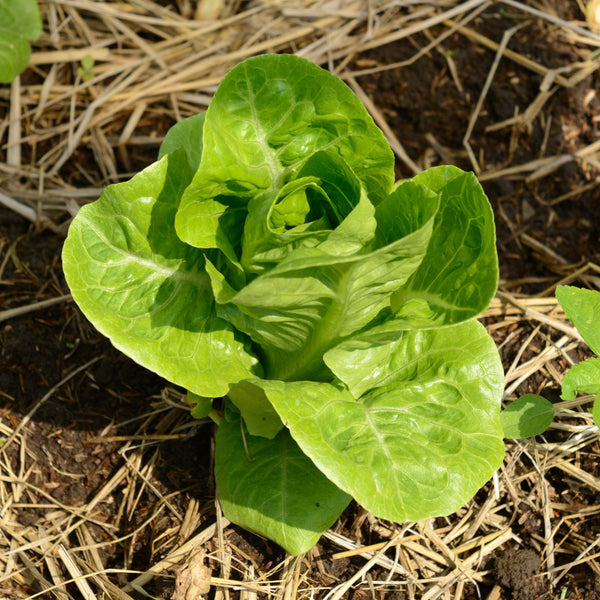 Organic Green Romaine Lettuce 'Dragoon'