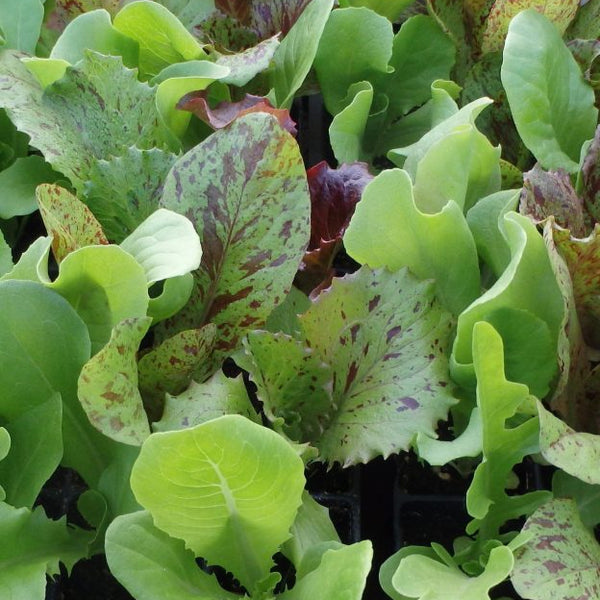 Mixed lettuce