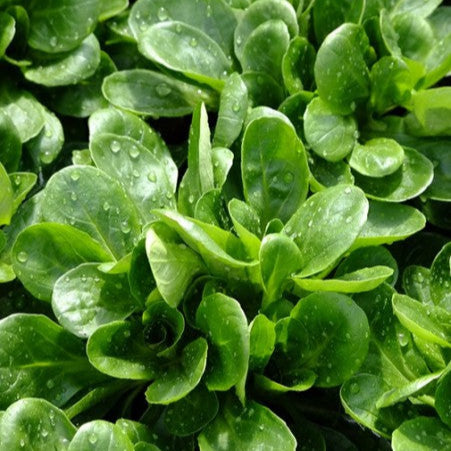 Lamb's lettuce