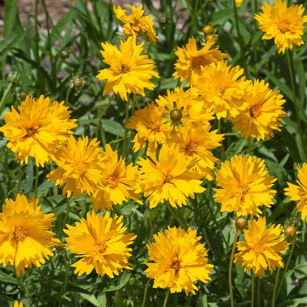 Coreopsis Lanceleaf