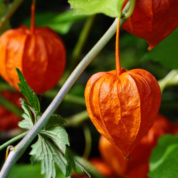 Chinese Lantern 