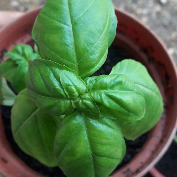 Italian basil large leaf organic