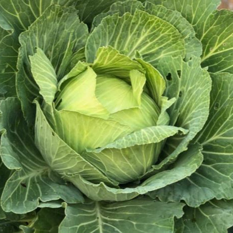 Late Cabbage 'Late Flat Dutch' organic