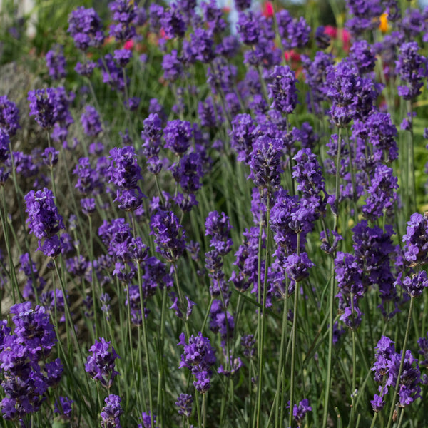 Lavender Munstead