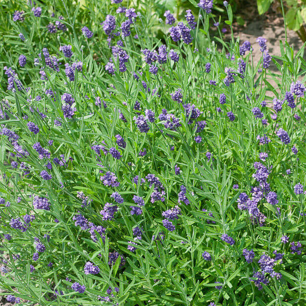 Lavender 'Vincenza Blue' 