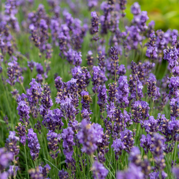 Lavender angustifolia