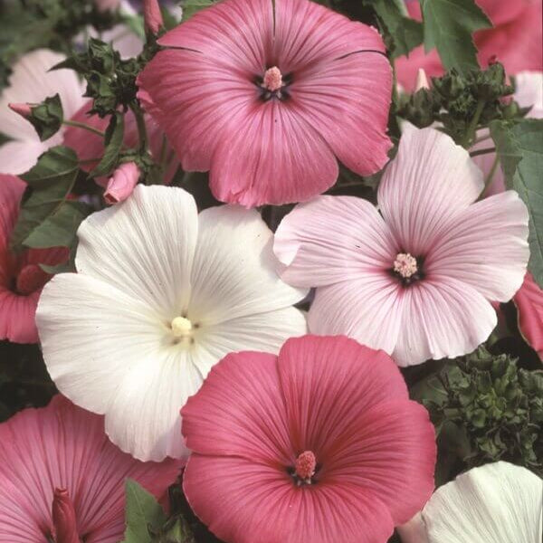 Lavatera 'Mixed Colors'