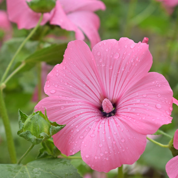  Lavatera 'Silver Cup'