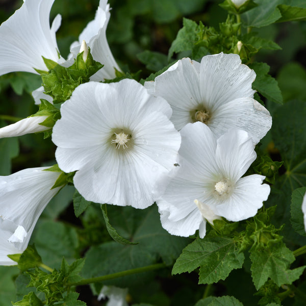 Lavatera 'Mont Blanc'