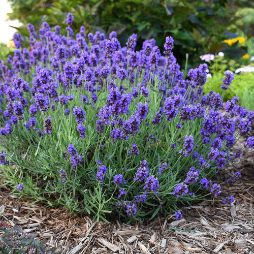 Mediterranean lavender