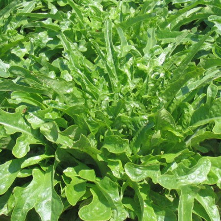 Oak leaf lettuce 'Catalogna'