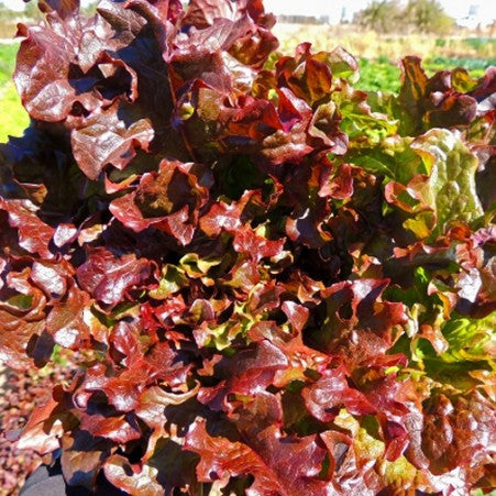 Red Salad Bowl Red Leaf Lettuce