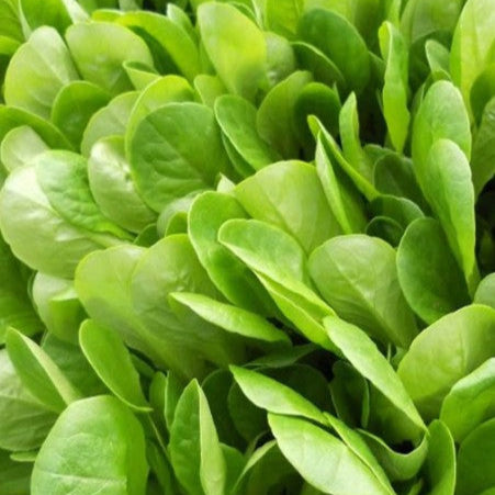 Tender lettuce 'Foglia Lisce'