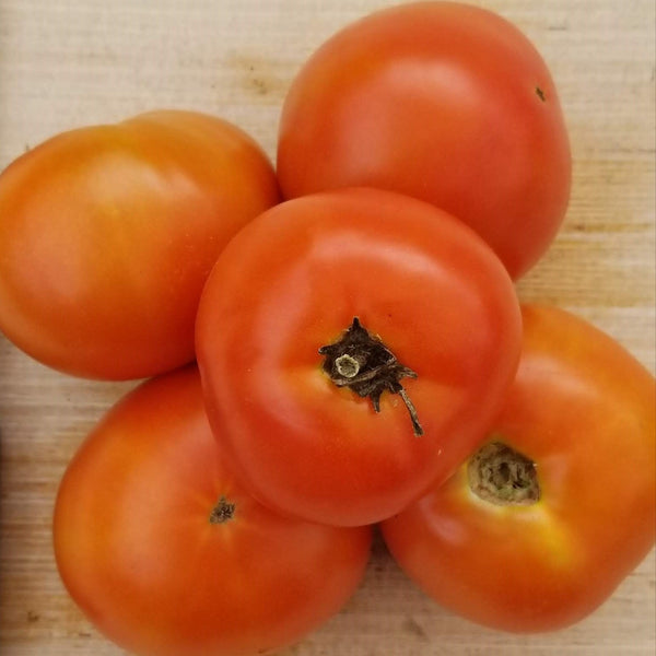 Tomato 'Legend' organic