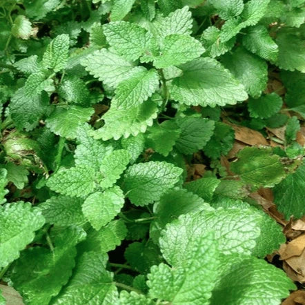 Lemon balm organic